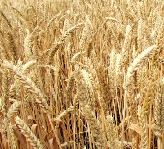 Научно-производственная компания «АгроЛидер» - Озимая пшеница Скипетр