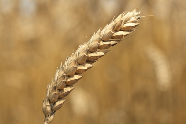 Влияние листовых подкормок пшеницы озимой микроудобрениями марки «Поли-фид» на урожайность и качество зерна в условиях Орловской области