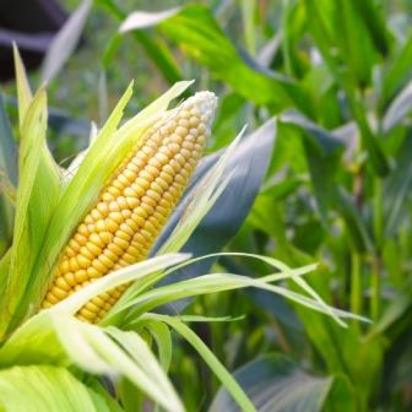 Листовая подкормка кукурузы на зерно