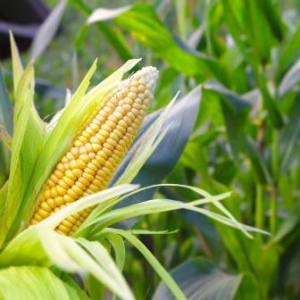 Научно-производственная компания «АгроЛидер» - Листовая подкормка кукурузына зерно