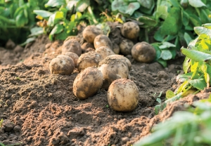 Сохраним урожай картофеля!