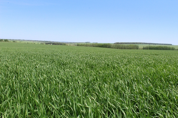 Защита озимой пшеницы в «АгроЛидере» обеспечена!