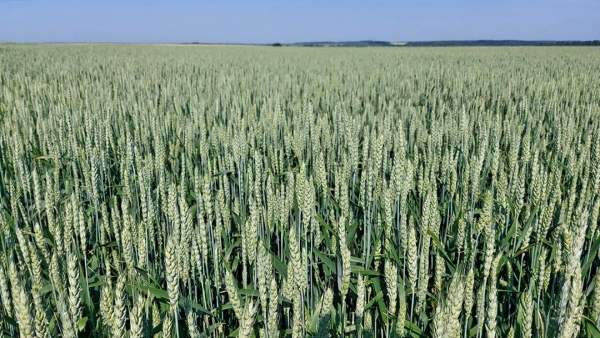Осмотр поля яровой пшеницы в «АгроЛидере»