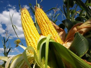 Доступны семена кукурузы урожая 2020 года