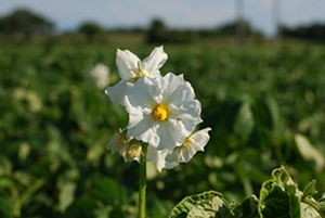 Альбит обеспечит высокий урожай здоровых товарных клубней картофеля