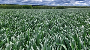 Состояние пшеницы в «АгроЛидере»
