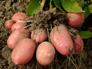 Как защитить картофель от болезней и вредителей