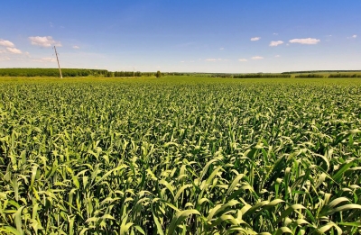 В «АгроЛидере» оценили состояние пшеницы